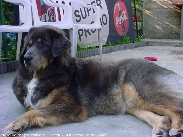 Photo de Dogue du tibet