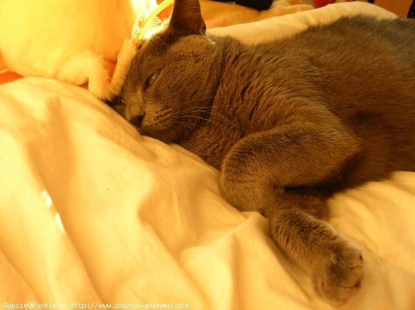 Photo de Chartreux