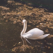 Photo de Cygne