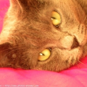 Photo de Chartreux