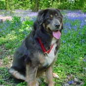 Photo de Dogue du tibet