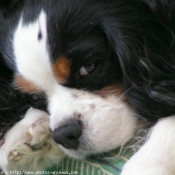 Photo de Cavalier king charles spaniel