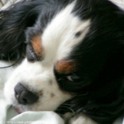 Photo de Cavalier king charles spaniel