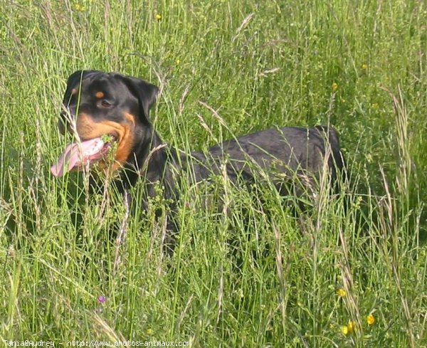 Photo de Rottweiler