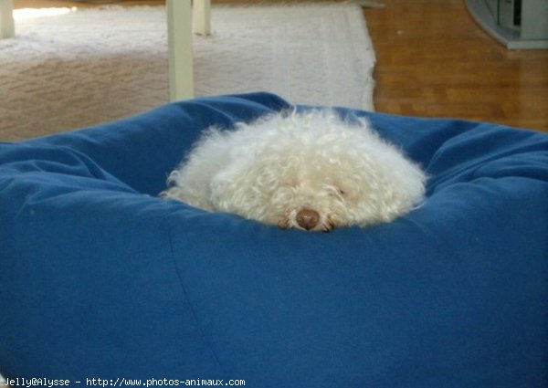 Photo de Bichon  poil fris