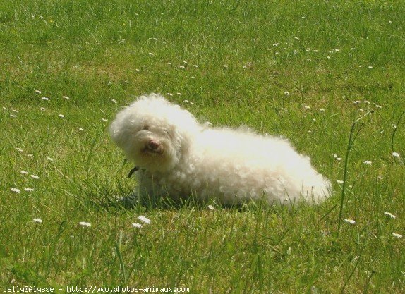 Photo de Bichon  poil fris