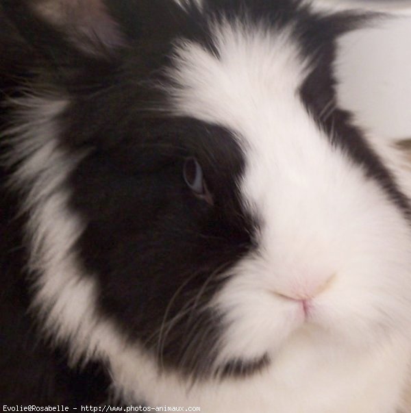 Photo de Lapin