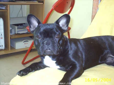 Photo de Bouledogue franais