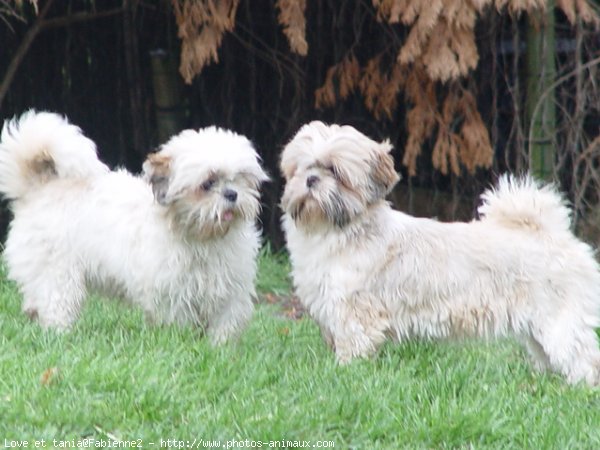 Photo de Shih tzu