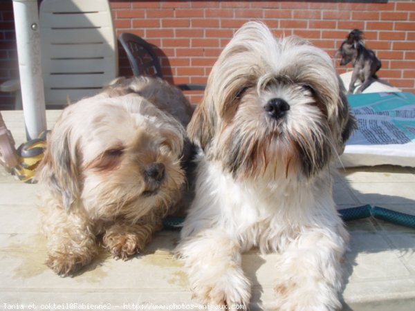 Photo de Shih tzu