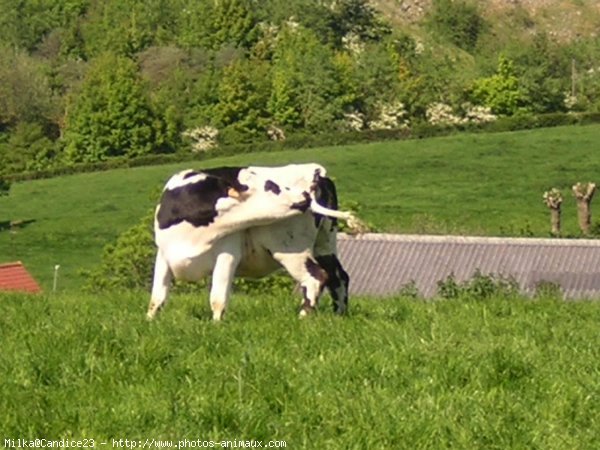 Photo de Vache