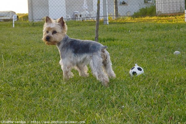 Photo de Yorkshire terrier