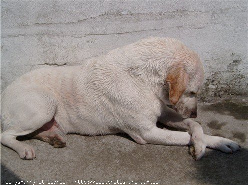 Photo de Labrador retriever