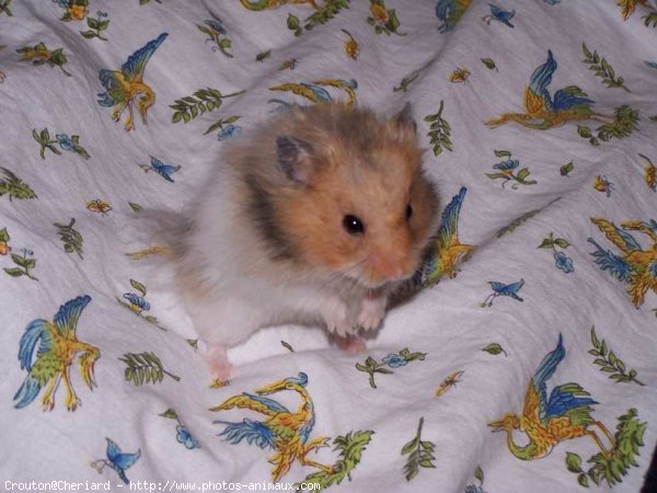 Photo de Hamster