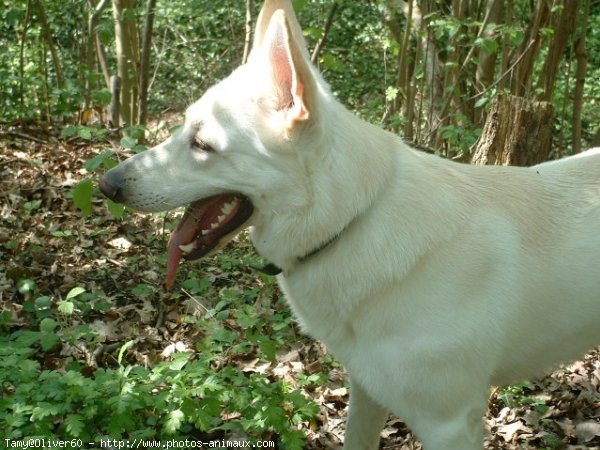 Photo de Berger blanc suisse