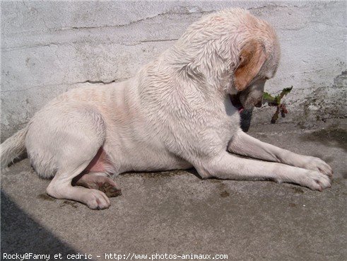 Photo de Labrador retriever