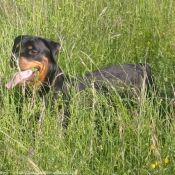 Photo de Rottweiler