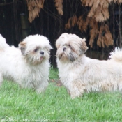 Photo de Shih tzu