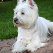 Photo de West highland white terrier