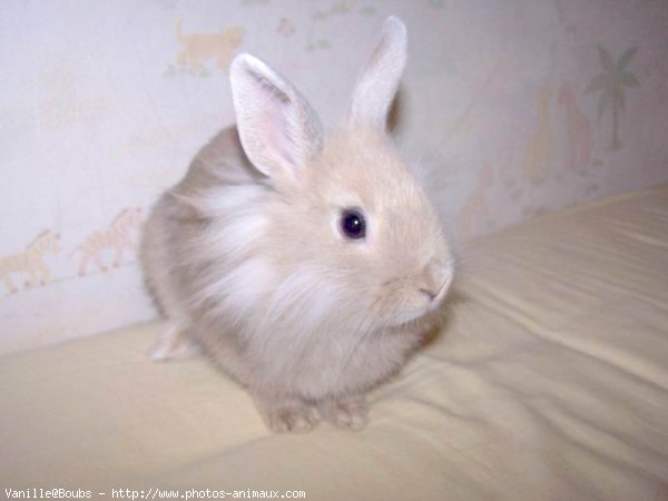 Photo de Lapin