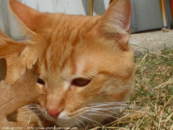 Photo de Chat domestique