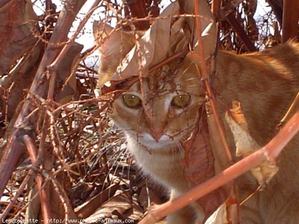 Photo de Chat domestique