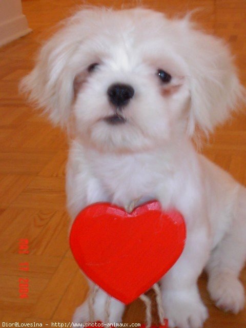 Photo de Lhassa apso