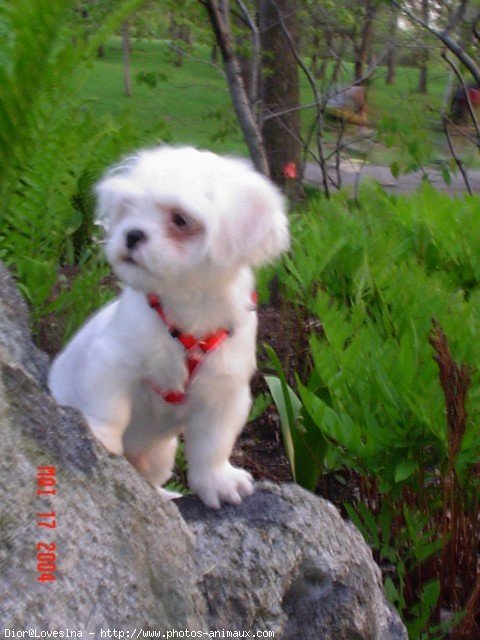 Photo de Lhassa apso