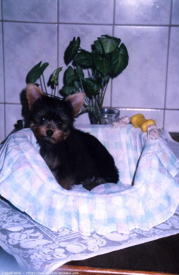 Photo de Yorkshire terrier