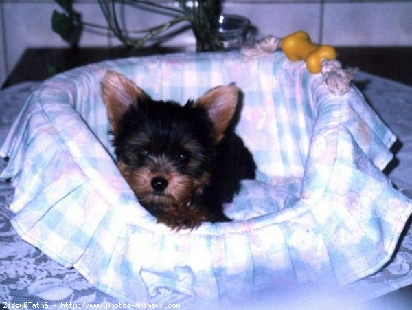 Photo de Yorkshire terrier