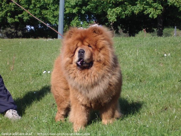 Photo de Chow chow