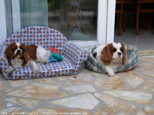 Photo de Cavalier king charles spaniel