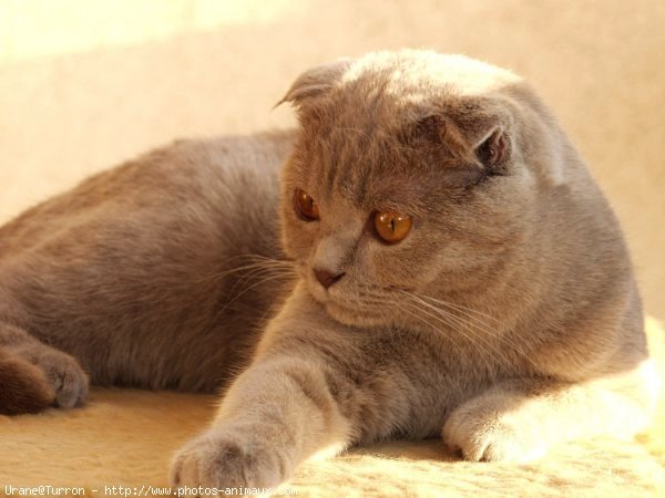 Photo de Scottish fold