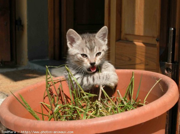 Photo de Chat domestique