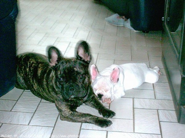 Photo de Bouledogue franais