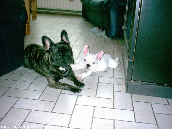 Photo de Bouledogue franais