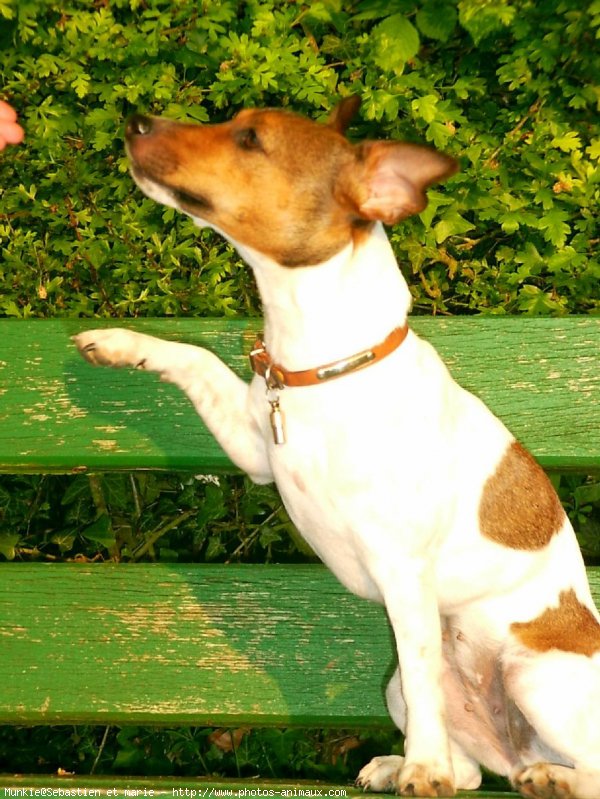 Photo de Jack russell terrier