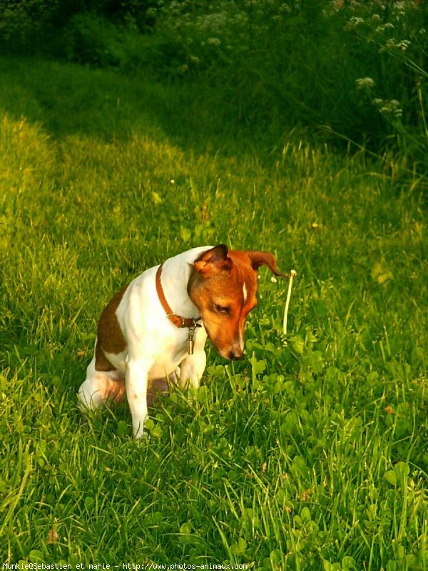 Photo de Jack russell terrier