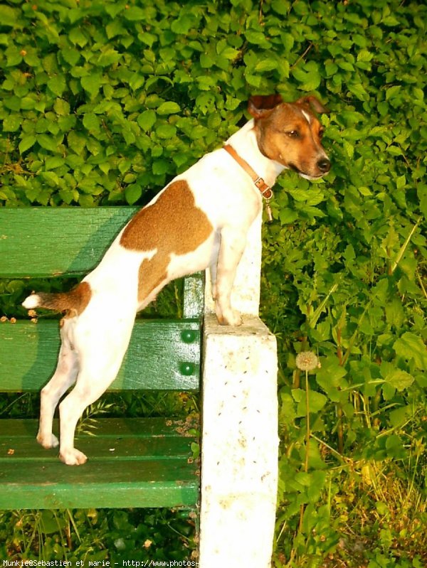 Photo de Jack russell terrier