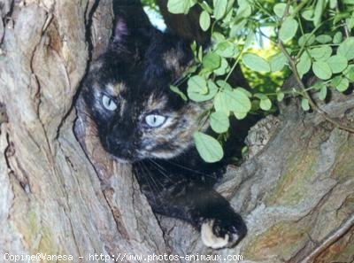 Photo de Chat domestique