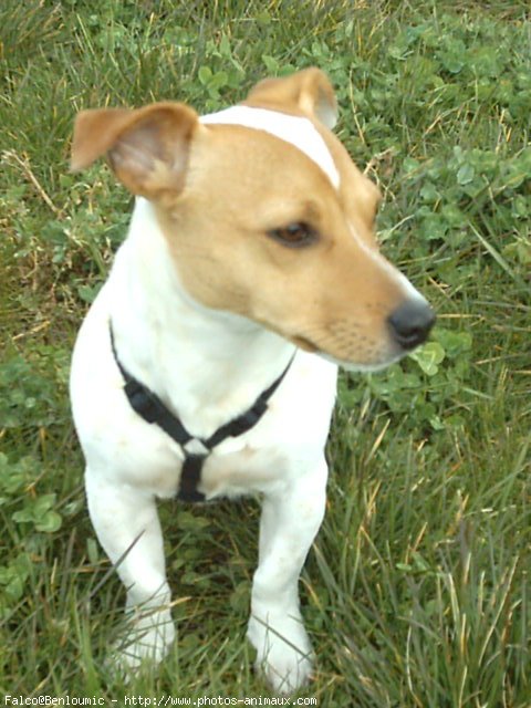 Photo de Jack russell terrier