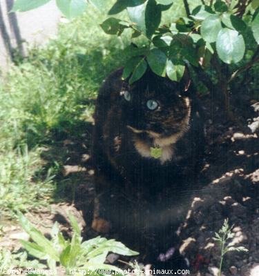 Photo de Chat domestique