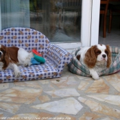 Photo de Cavalier king charles spaniel