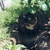 Photo de Chat domestique