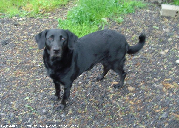 Photo de Labrador retriever