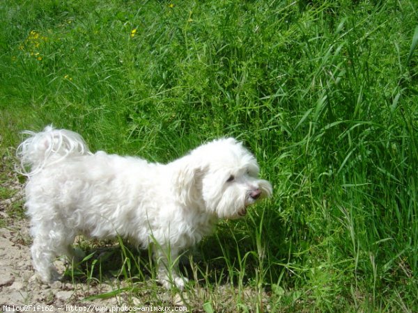 Photo de Bichon maltais