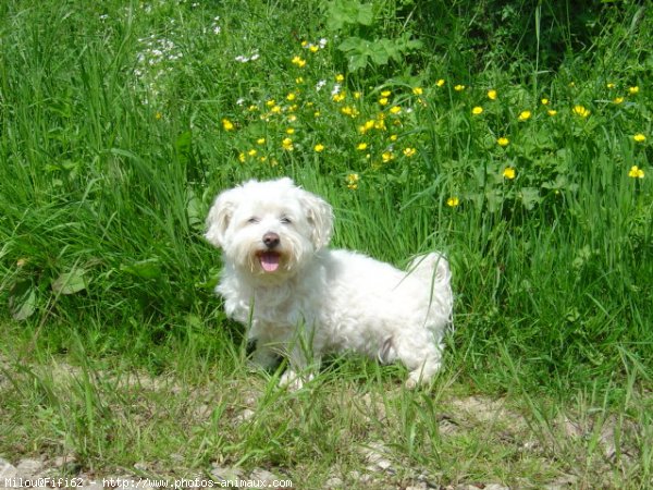 Photo de Bichon maltais