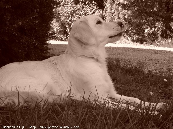 Photo de Golden retriever