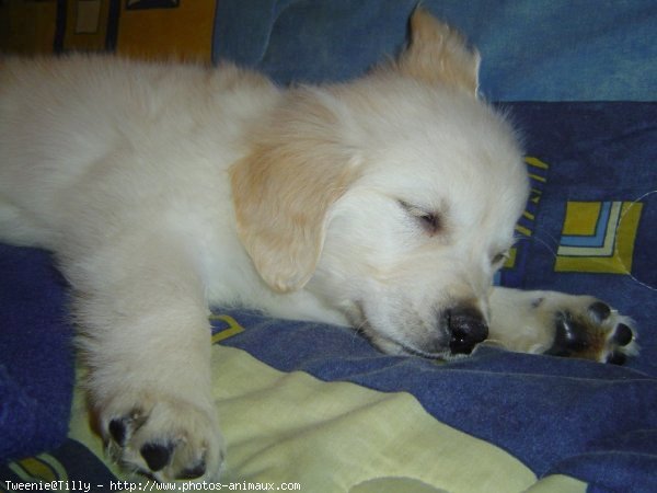 Photo de Golden retriever