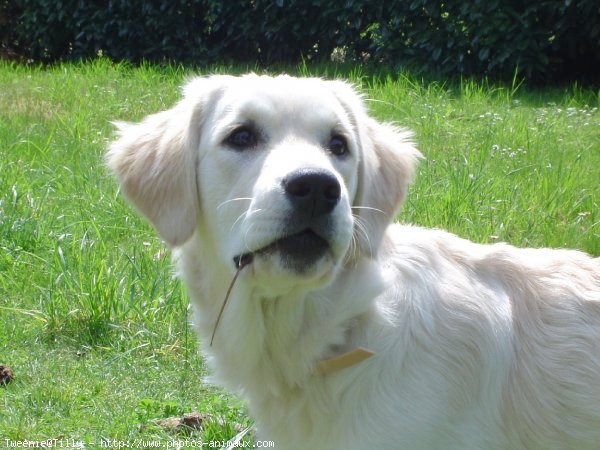 Photo de Golden retriever